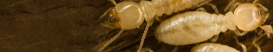 Termite Repair SA